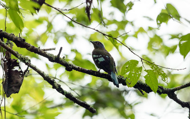 Closeup beautiful adult Green cochoa, uprisen angle view, side shot, in early morning perching on the branch covered with green moss in tropical montane forest, northern Thailand.