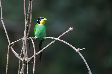 Beautiful adult Long-tailed broadbill, high angle view, front shot, perching on the curve branch in the nature of tropical moist forest, in the jungle of Thailand.