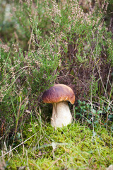 Wild raw boletus mushroom in Latvian forest