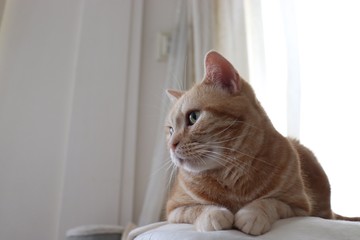 白バックコピースペース猫アメリカンショートヘアー