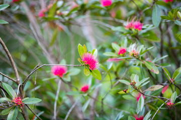 Closeup beautiful pink flowers, top down view under the clear sky in the morning in montane forest, natural pink flowers image used as a wallpaper or background.