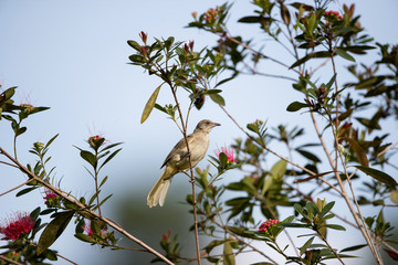 Adult Streak-eared bulbul, low angle view, side shot, perching on the small twig near the pink flowers, in the morning in tropical moist forest, national park of south central region of Thailand.