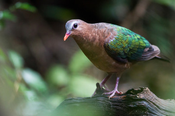 Closeup beautiful bird Common emerald dove, Asian emerald dove or Grey-capped emerald dove, angle view, side shot, standing on the branch in nature of the jungle in Thailand.