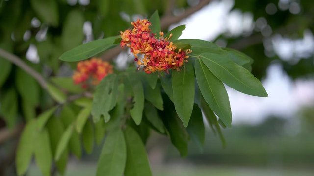 Beautiful blossom Saraca asoca in park.