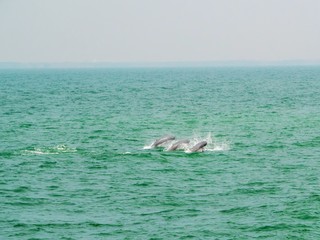Fototapeta premium Soft of focus Irrawaddy dolphin, Ayeyarwaddy dolphin in gulf of Thailand 