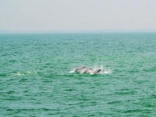 Soft of focus Irrawaddy dolphin, Ayeyarwaddy dolphin in gulf of Thailand 