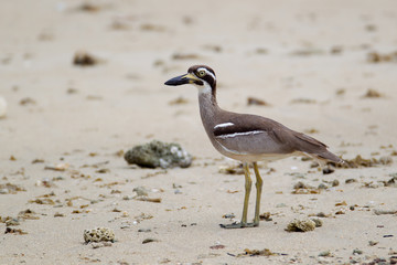 Closeup, the shorebird, Beach stone-curlew or beach thick knee, low angle view, side shot, foraging food near the seashore in the morning at Phang Nga beach, southern Thailand.
