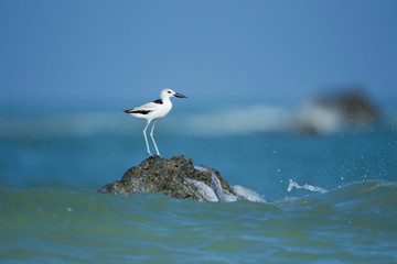 Closeup shorebird, Crab-plover, low angle view, side shot, in early morning standing and forage food under the blue sky on rock near the Phang-nga beach in southern Thailand.