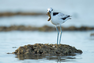 Closeup shorebird, Crab-plover, low angle view, side shot, in early morning standing with crayfish in beak under the blue sky on the sandy bank of Phang-nga beach in southern Thailand.