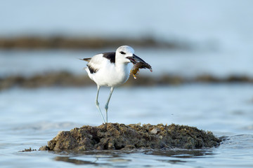 Closeup shorebird, Crab-plover, low angle view, side shot, in early morning standing with crayfish in beak under the blue sky on the sandy bank of Phang-nga beach in southern Thailand.