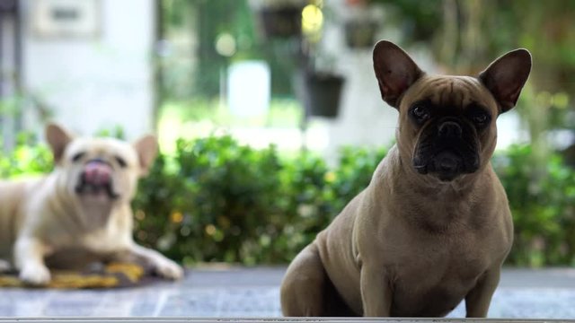 French bulldogs are sitting at the balcony  in morning waiting for their owner.