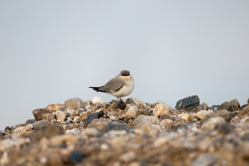 Beautiful Small pratincole or little pratincole or small India pratincole, low angle view, side shot, foraging insects in the morning on the sand bank cover with gravel on the beach of Thailand.