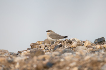 Beautiful Small pratincole or little pratincole or small India pratincole, low angle view, side shot, foraging insects in the morning on the sand bank cover with gravel on the beach of Thailand.
