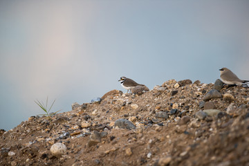 Beautiful Small pratincole or little pratincole or small India pratincole, low angle view, side shot, foraging insects in the morning on the sand bank cover with gravel on the beach of Thailand.