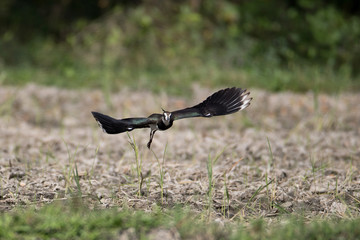 Northern Lapwing or peewit, low angle view, front shot, spread wings and flying over the agriculture field in sunshine day in tropical moist montane forest in northern Thailand.