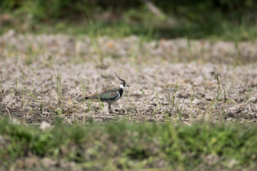 Northern Lapwing or peewit, low angle view, front shot, spread wings and flying over the agriculture field in sunshine day in tropical moist montane forest in northern Thailand.