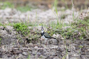 Northern Lapwing or peewit, low angle view, side shot, in the morning foraging insects in the agriculture field in sunshine day in tropical moist montane forest in northern Thailand.