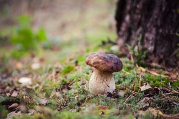 Wild raw boletus mushroom in Latvian forest