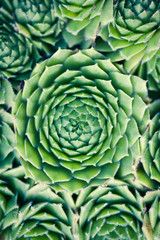 Obraz premium Succulent Macro shot - natural plants