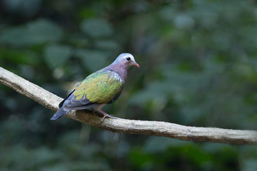 Beautiful adult Common emerald dove, or Asian or Grey-capped emerald dove, low angle view, side shot, standing on the branch in nature of tropical moist forest in national  park, in Thailand