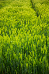 Barley field in South Korea.