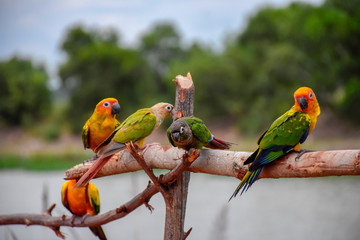 Beautiful lovebird and small parrot on twigs in the forest.