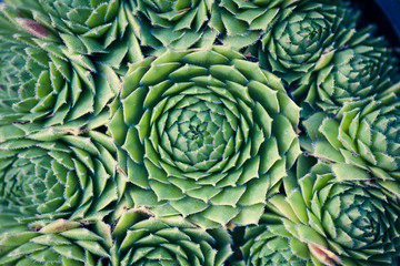Fototapeta premium Succulent Macro shot - natural plants