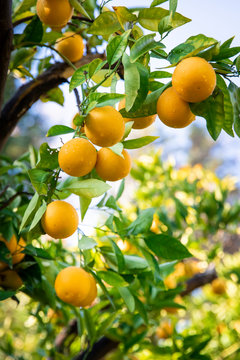 Citrus fruit growing on tree
