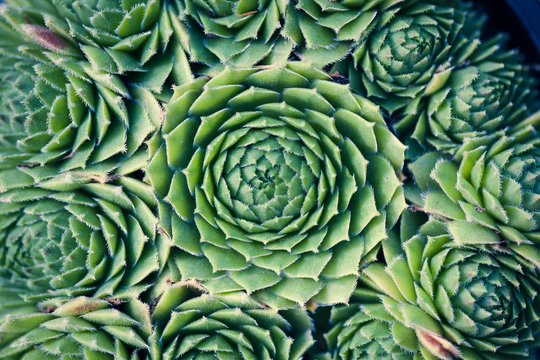 Succulent Macro Shot - Natural Plants