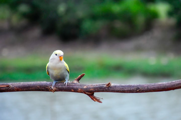 Beautiful lovebird on twigs in the forest