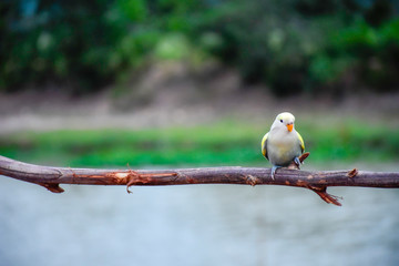 Beautiful lovebird on twigs in the forest