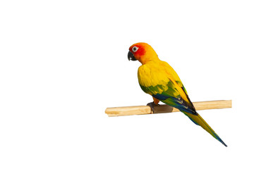 colorful parrot isolated on white background