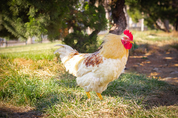 Big yellow rooster walking under the tree on the grass