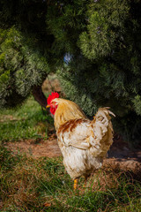 Big yellow rooster walking under the tree on the grass