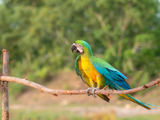Fototapeta na wymiar Macaw bird on branches in the forest