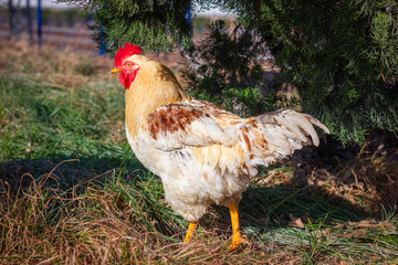Big yellow rooster walking under the tree on the grass