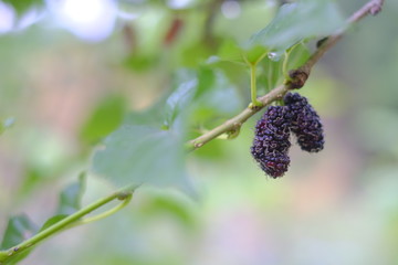 Mulberry on the tree
