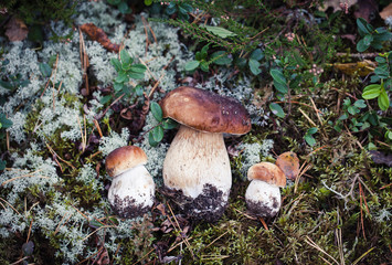 Wild raw boletus mushroom in Latvian forest