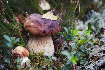 Wild raw boletus mushroom in Latvian forest