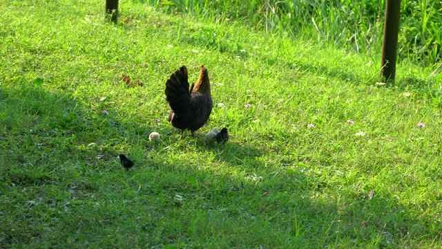Gallina nella pista ciclabile a Bagnacavallo