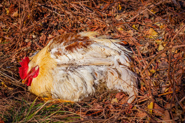 Big yellow rooster lying on fallen leaves