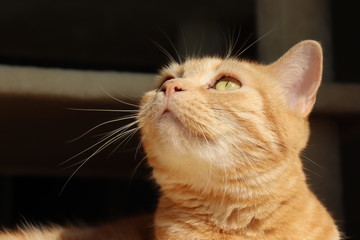 黒バック左上目線アメリカンショートヘアー