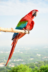 blue and yellow macaw