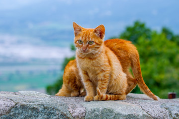 chats grecs