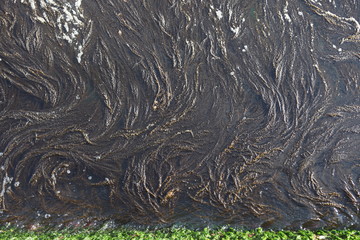 The texture of seaweed on the beach
