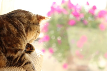 日なたで毛繕いする猫アメリカンショートヘアー