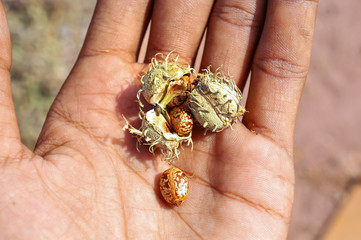 agriculture Castor ,Castor oil beans close up,Castor, Castor Bean,