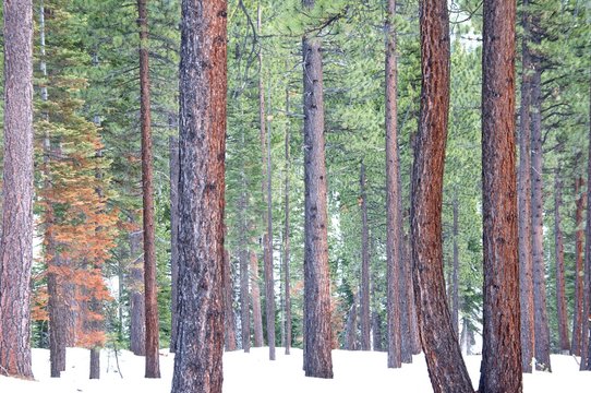Beautiful pine tree forest in winter with snow