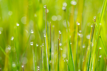 Fototapeta premium 朝露 