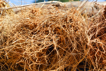 Brown dry roots of grass,dry root,plant root close up view,agriculture root of grass,